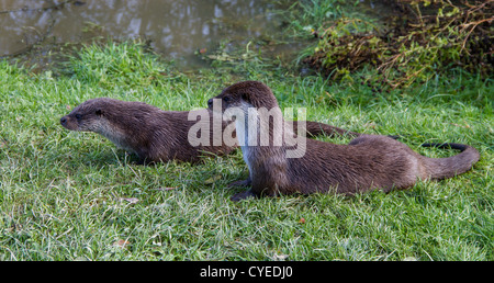 Paire de la loutre européenne on riverbank Banque D'Images