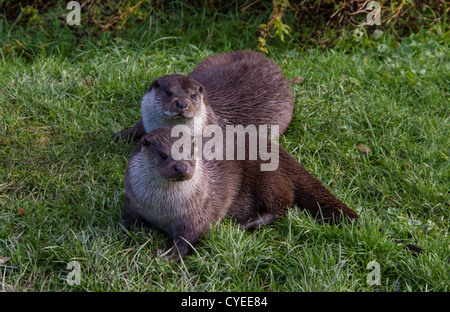 Paire de la loutre européenne on riverbank Banque D'Images