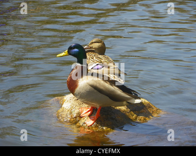 Couple de canards colvert sur les rochers Banque D'Images