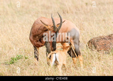 Un topi allaiter son veau nouveau-né sur le Masai Mara au Kenya. Banque D'Images