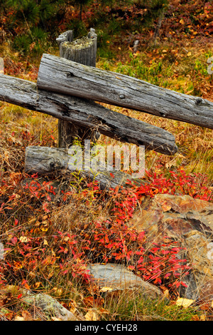 Colonie de bleuets et fencepost en automne, le Grand Sudbury, Ontario, Canada Banque D'Images