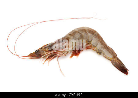 Mer, fruits de mer, crustacés, coquillages, Shot, crevettes, seul, l'espace, Studio, vue, blanc Banque D'Images