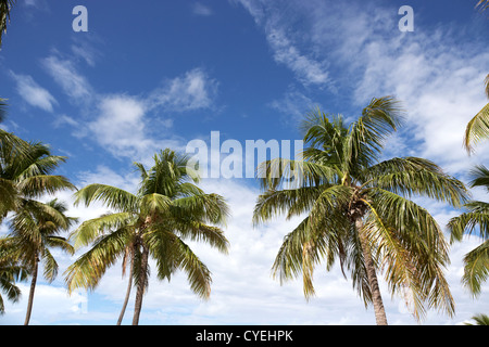Palm Trees against blue sky islamorada florida keys usa Banque D'Images