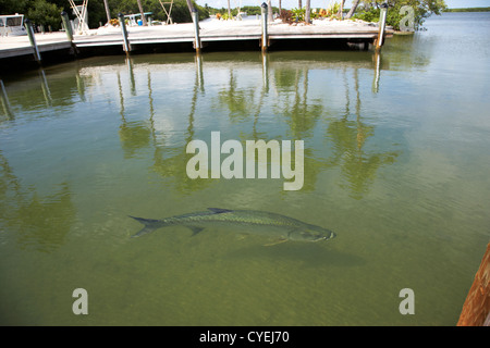 Grand tarpon poissons nager en eau peu profonde en marina de islamorada florida keys usa Banque D'Images