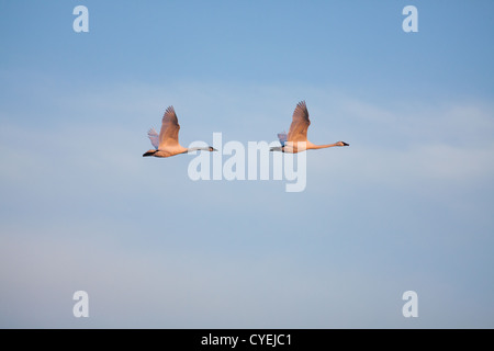 Les cygnes trompettes en vol Banque D'Images