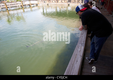 Les visiteurs l'alimentation à la main grand tarpon poissons nager en eau peu profonde en marina de islamorada florida keys usa Banque D'Images