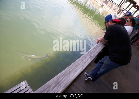 Les visiteurs l'alimentation à la main grand tarpon poissons nager en eau peu profonde en marina de islamorada florida keys usa Banque D'Images