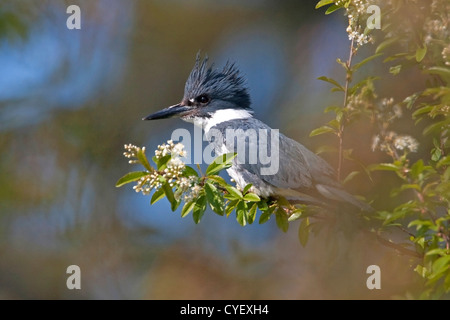 Martin-pêcheur d'Amérique (Megaceryle alcyon) perché sur branch dominant la rivière à French Creek, l'île de Vancouver, BC, Canada en mars Banque D'Images