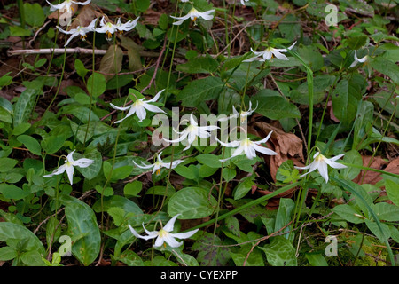 Fauve blanc géant (Erythronium oregonum Lilly) en forêt le long de la rivière Nanaimo, Nanaimo, île de Vancouver, BC, Canada en mai Banque D'Images