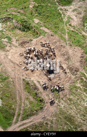 Les Pays-Bas, Millingen aan de Rijn, parc naturel appelé Kekerdomschewaard. Rassemblement des chevaux Konik. Vue aérienne. Banque D'Images