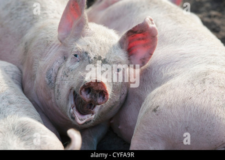 Les Pays-Bas, Kortenhoef, porcelets. Banque D'Images