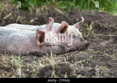 Les Pays-Bas, Kortenhoef, porcelets dormir. Banque D'Images