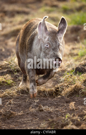 Les Pays-Bas, Kortenhoef, cochon, de l'énoncé des travaux d'exécution. Banque D'Images