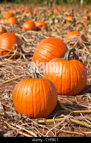 Ripe citrouilles dans un champ agricole ont été frost a tué toutes les feuilles et les vignes. Banque D'Images