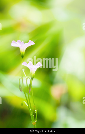 Fleurs roses sous le soleil au printemps Banque D'Images