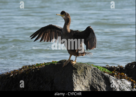 Cormoran sur rochers Banque D'Images