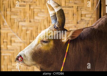 Le 3 novembre 2012 - Hat Yai, Songkhla, Thaïlande - UN Thai combats bull attend d'être introduit dans l'arène à l'arène de corrida à Hat Yai, Songkhla, en Thaïlande. La tauromachie est un passe-temps populaire dans le sud de la Thaïlande. Hat Yai est le centre de la Thaïlande est la culture tauromachique. En Thaï les corridas, deux taureaux sont placés dans une arène et ils combattent, habituellement en tête j'écrase les uns les autres jusqu'à l'un s'enfuit ou le temps est appelé. D'énormes quantités de mony sont misés sur Thai corridas - parfois jusqu'à 2 000 000 Thai Baht (crédit Image : © Jack1977/ZUMAPRESS.com) Banque D'Images