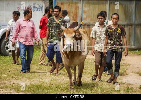 Le 3 novembre 2012 - Hat Yai, Songkhla, Thaïlande - Les membres d'une équipe à pied d'un taureau de combat à l'arène à l'arène de corrida à Hat Yai, Songkhla, en Thaïlande. La tauromachie est un passe-temps populaire dans le sud de la Thaïlande. Hat Yai est le centre de la Thaïlande est la culture tauromachique. En Thaï les corridas, deux taureaux sont placés dans une arène et ils combattent, habituellement en tête j'écrase les uns les autres jusqu'à l'un s'enfuit ou le temps est appelé. D'énormes quantités de mony sont misés sur Thai corridas - parfois jusqu'à 2 000 000 Thai Baht (crédit Image : © Jack1977/ZUMAPRESS.com) Banque D'Images