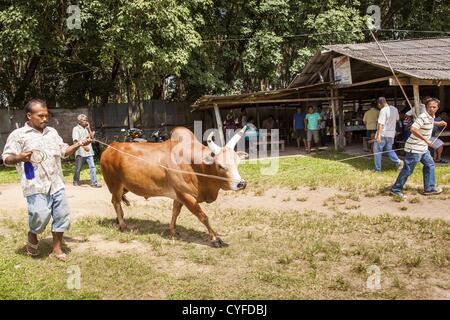 Le 3 novembre 2012 - Hat Yai, Songkhla, Thaïlande - Les membres d'une équipe à pied d'un taureau de combat à l'arène à l'arène de corrida à Hat Yai, Songkhla, en Thaïlande. La tauromachie est un passe-temps populaire dans le sud de la Thaïlande. Hat Yai est le centre de la Thaïlande est la culture tauromachique. En Thaï les corridas, deux taureaux sont placés dans une arène et ils combattent, habituellement en tête j'écrase les uns les autres jusqu'à l'un s'enfuit ou le temps est appelé. D'énormes quantités de mony sont misés sur Thai corridas - parfois jusqu'à 2 000 000 Thai Baht (crédit Image : © Jack1977/ZUMAPRESS.com) Banque D'Images