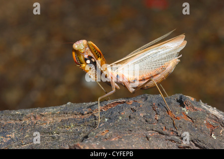 La mante religieuse, le Mantis religiosa. Affichage menaçant Banque D'Images