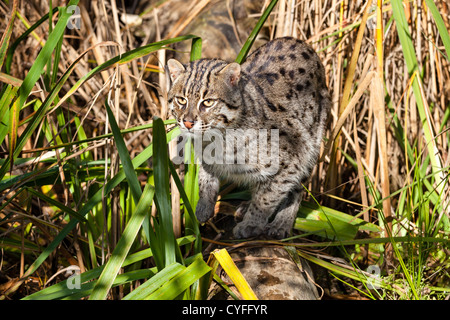 Chasse Pêche Cat dans la longue herbe Prionailurus Viverrinus Banque D'Images