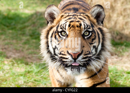 Close up Head Shot of tigre de Sumatra Panthera tigris Sumatrae Banque D'Images