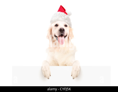 Labrador retriever avec noël hat posing sur un panneau vide isolé sur fond blanc Banque D'Images