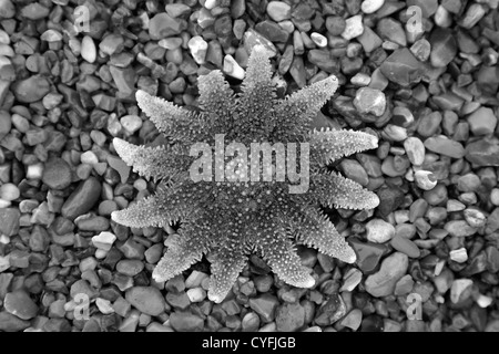 Le noir et blanc image panoramique, Close-up de l'étoile de mer échouée sur une plage de galets sur la côte nord du comté de Norfolk, Angleterre, Grande-Bretagne Banque D'Images