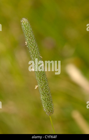 Timothy grass, Phleum pratense Banque D'Images