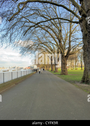 Platanes à Wandsworth Park Banque D'Images