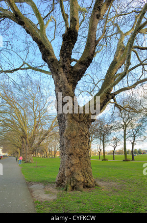 Avion à destination de Londres en hiver, Platanus x hispanica Banque D'Images