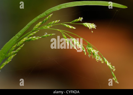 Meadow-grass annuel, Poa annua Banque D'Images