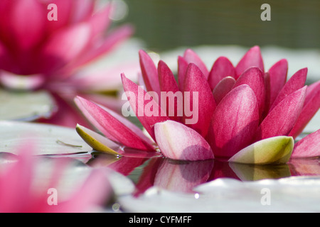 Fleur de Lotus dans un étang Banque D'Images