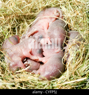 Les petits bébés souris dans leur nid Banque D'Images