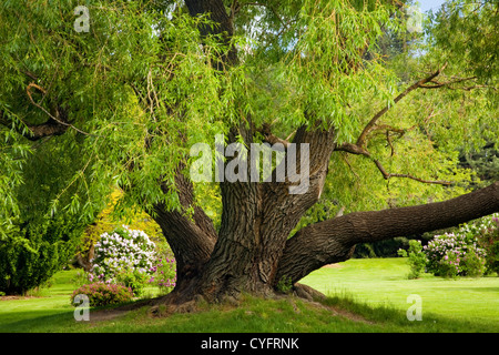 WA05534-00...WASHINGTON - arbre massif dans le jardin Arboretum Finch situé le long du ruisseau de Printemps à Spokane. Banque D'Images