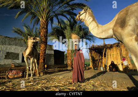 Egypte, Louxor, Nil, Cisjordanie, femme de quitter la maison pour obtenir de l'eau avec pot de Nil. Les chameaux Banque D'Images