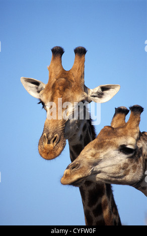 L'Afrique du Sud, la province de Mpumalanga, près de Pretoria. Le Parc National Kruger, Les Girafes Banque D'Images