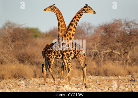 Deux taureaux Girafe (Giraffa camelopardalis), Etosha National Park, Namibie, Afrique du Sud Banque D'Images