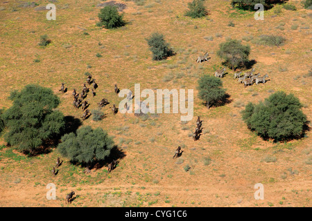 Vue aérienne de zèbres des plaines (Equus quagga) et blue wildebeest (Connochaetes taurinus), Afrique du Sud Banque D'Images