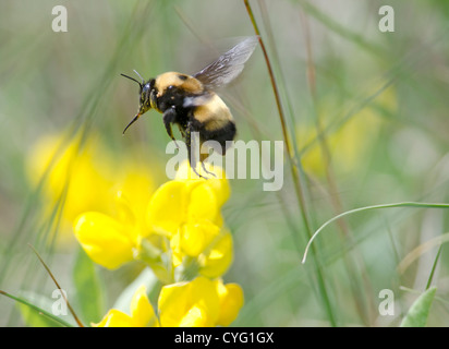 Bourdon en vol Banque D'Images