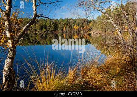 En automne, Loch Garten Nethybridge, célèbre pour l'activité de nidification du Balbuzard pêcheur, Inverness-shire, en Écosse. 8752 SCO Banque D'Images