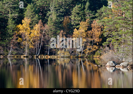 En automne, Loch Garten Nethybridge, célèbre pour l'activité de nidification du Balbuzard pêcheur, Inverness-shire, en Écosse. 8753 SCO Banque D'Images