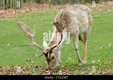 Un cerf Daim (Dama dama) le pâturage. Banque D'Images