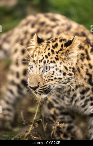 Amur Leopard Cub Banque D'Images