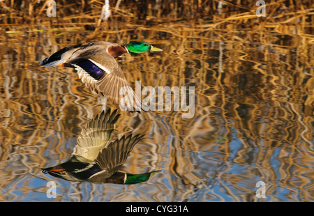 Canard colvert volant bas au-dessus de l'eau avec son reflet Banque D'Images