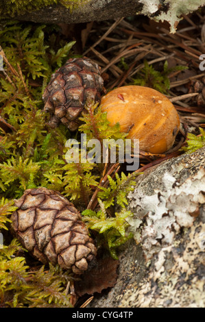 Champignons bolets des pins (Boletus pinophilus), avec des pommes de pins et de la mousse Banque D'Images