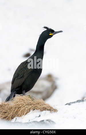 European Shag debout sur falaise avec la neige. Banque D'Images