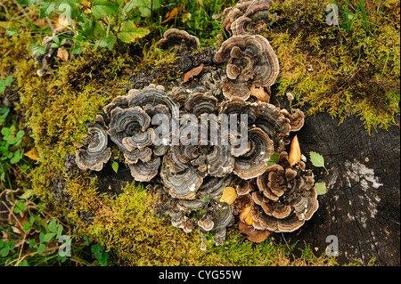 Turkeytail les champignons (Trametes versicolor), sur tronc d'arbre moussu Banque D'Images