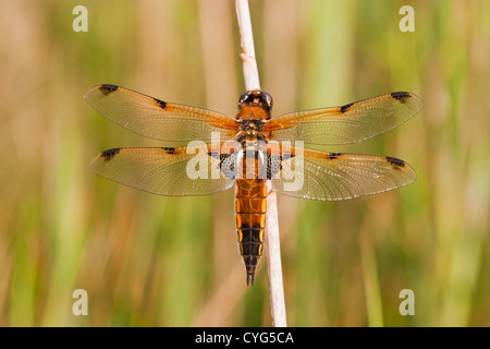 4 spots chaser dragonfly (Libellula quadrimaculata) adulte perché sur reed, Upton Fen, Norfolk, Angleterre, Royaume-Uni, Europe Banque D'Images