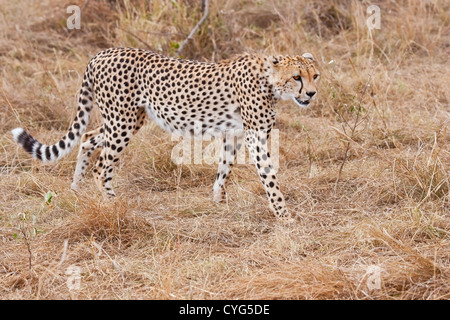 Le Guépard (Acinonyx jubatus) balades adultes dans la région de savanna, Kenya, Afrique de l'Est Banque D'Images